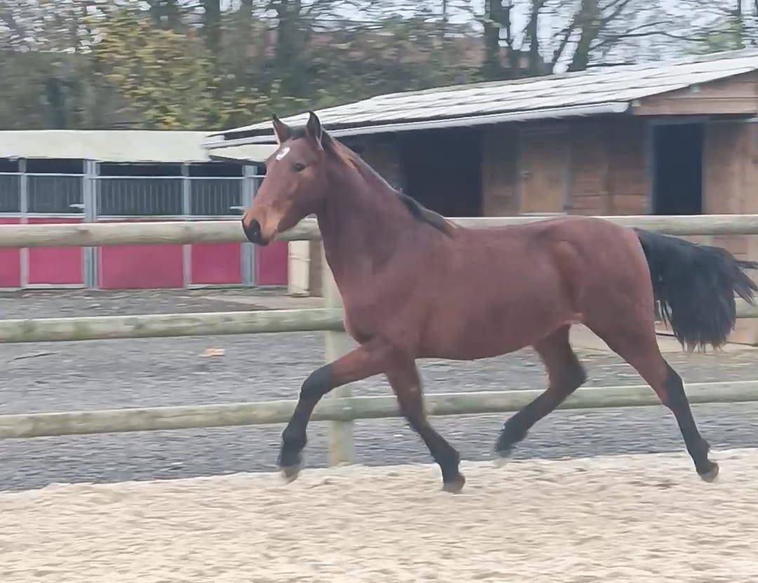 Caballo castrado PRE Pura Raza Española En venta 2022 Bayo