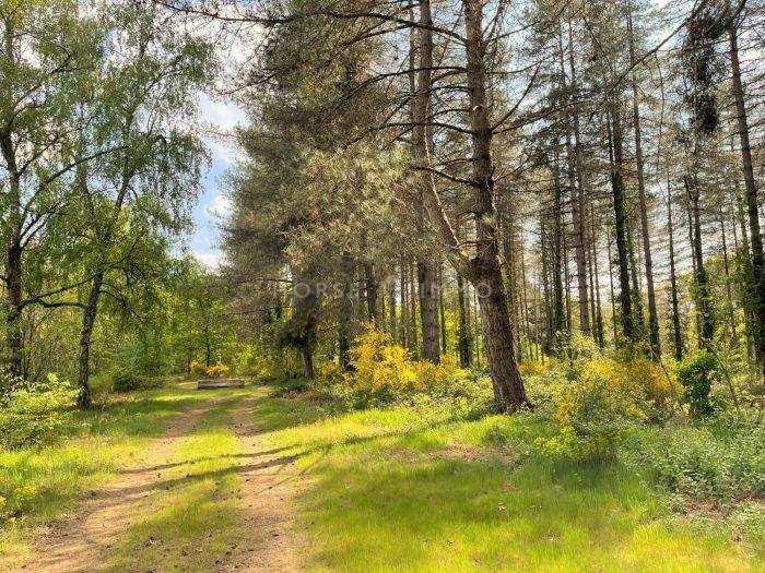 Propiedad ecuestre En venta Loir y Cher