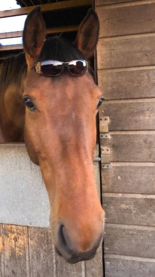 Yegua AES Anglo European Studbook En venta 2016 Bayo por CLOUD NINE