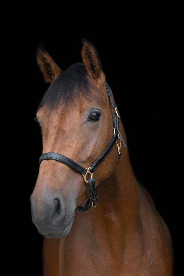 Yegua AES Anglo European Studbook En venta 2016 Bayo por CLOUD NINE