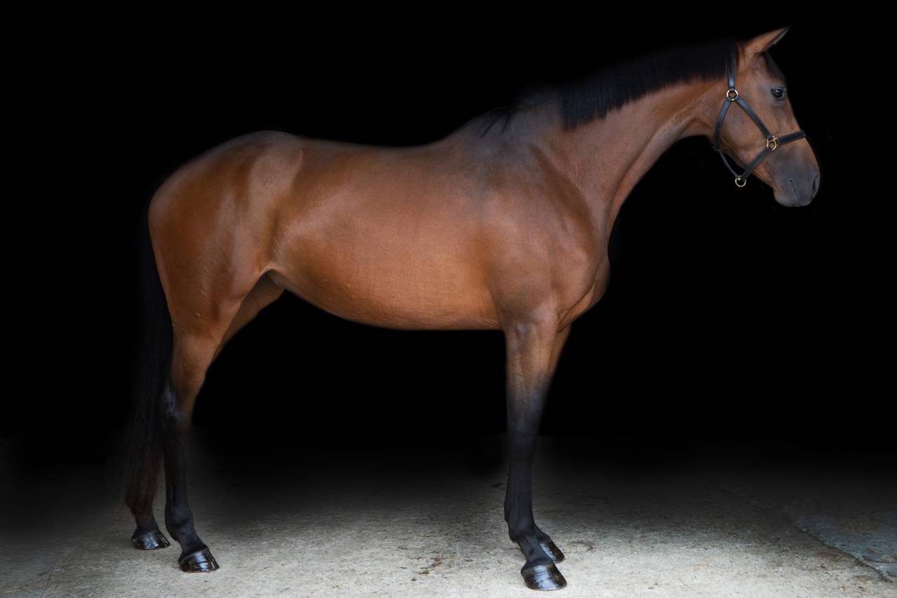 Yegua AES Anglo European Studbook En venta 2016 Bayo por CLOUD NINE