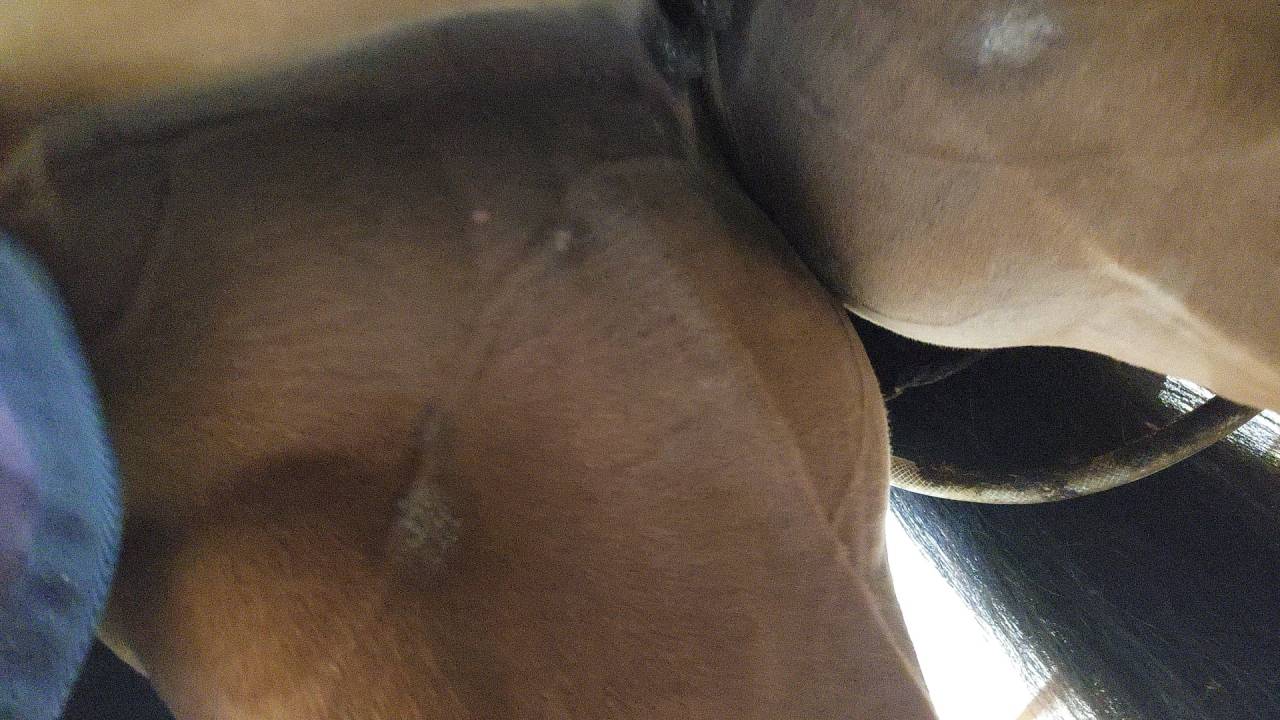 Yegua AES Anglo European Studbook En venta 2016 Bayo por CLOUD NINE