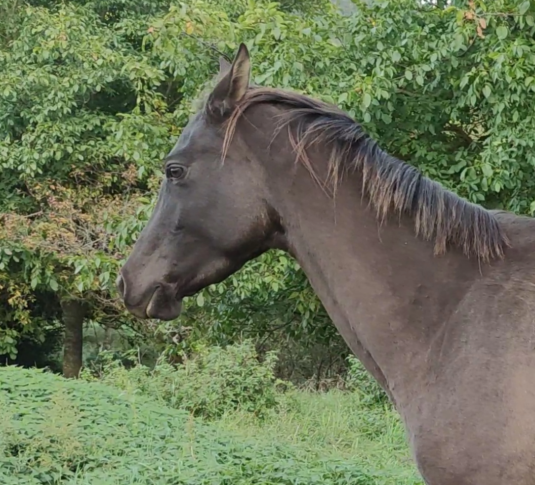 Yegua Akhal Teke En venta 2018 Isabelo