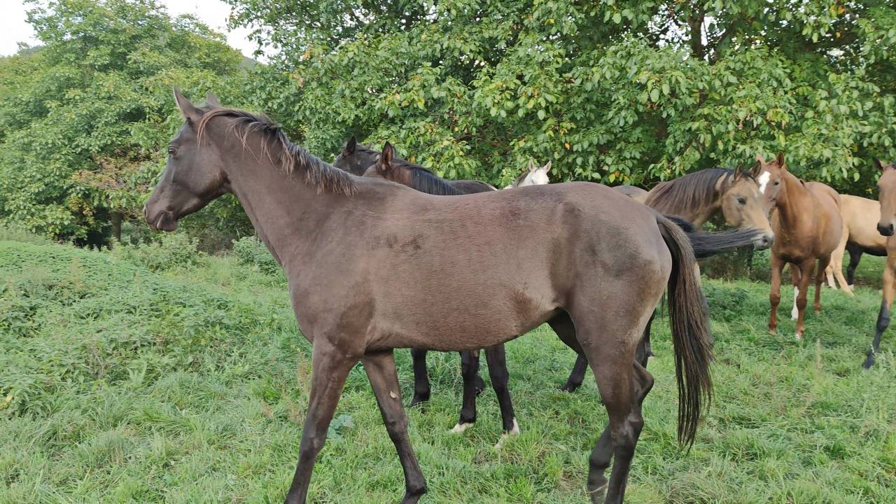 Yegua Akhal Teke En venta 2018 Isabelo