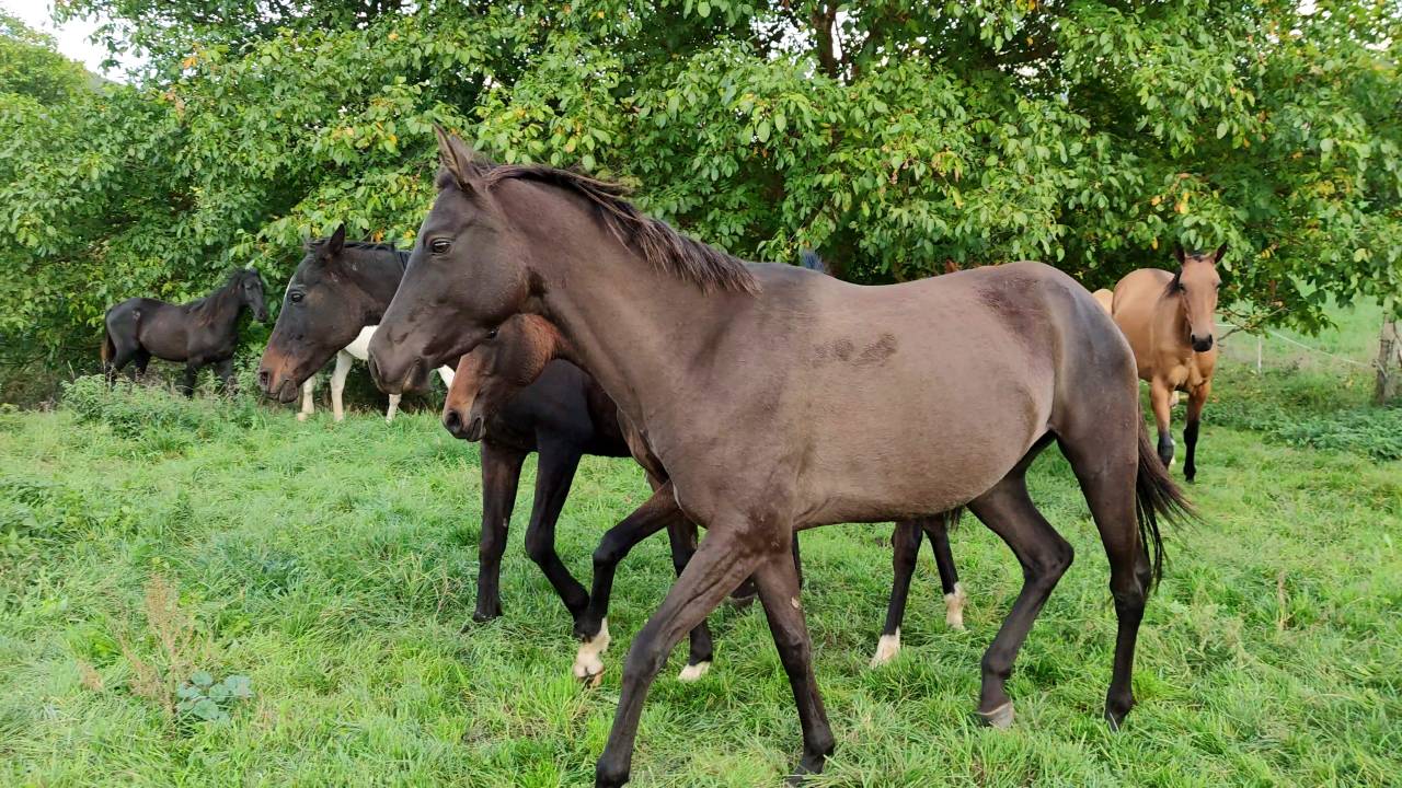 Yegua Akhal Teke En venta 2018 Isabelo