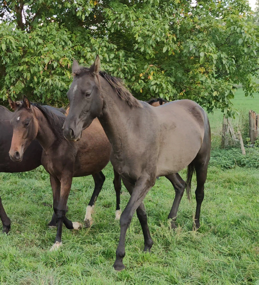 Yegua Akhal Teke En venta 2018 Isabelo