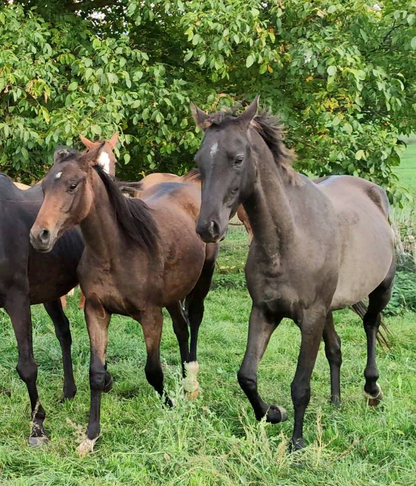 Yegua Akhal Teke En venta 2018 Isabelo