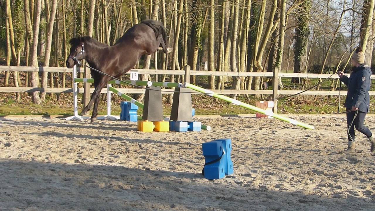 Komilfo love de Cé - New Forest 2020 por helios love de cé