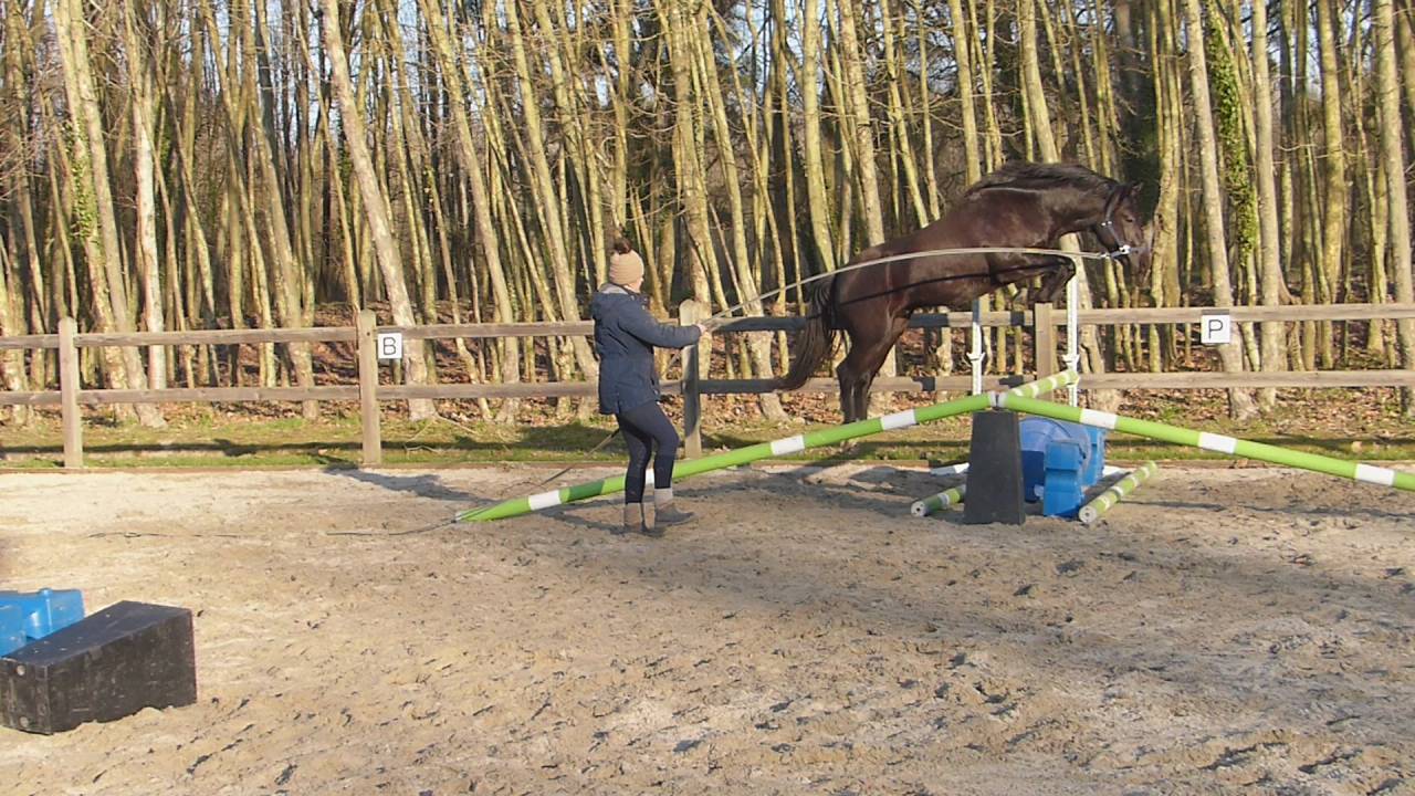 Komilfo love de Cé - New Forest 2020 por helios love de cé