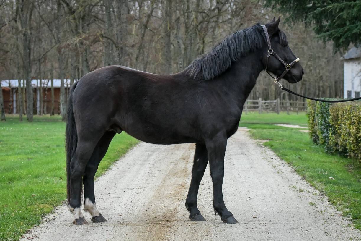 Komilfo love de Cé - New Forest 2020 por helios love de cé