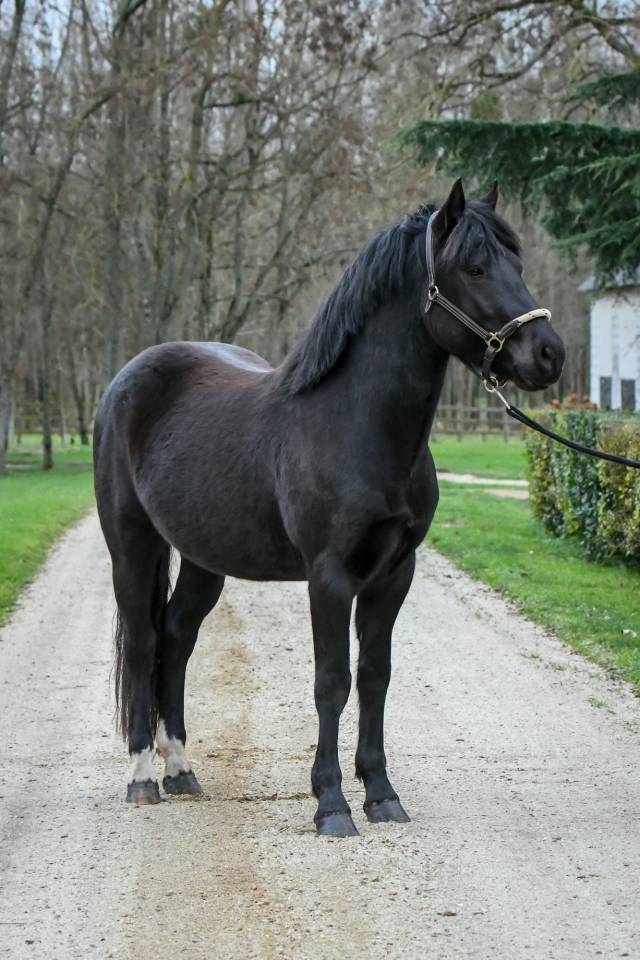 Komilfo love de Cé - New Forest 2020 por helios love de cé