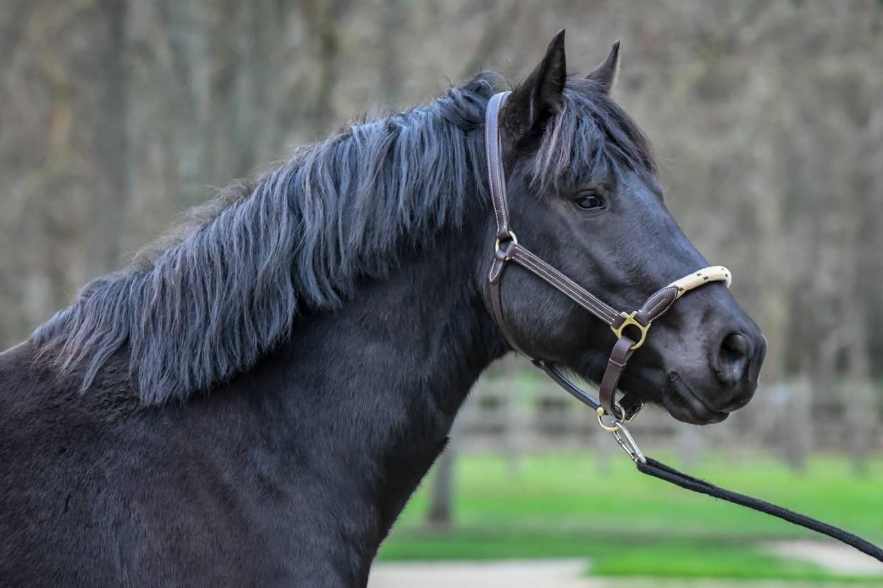 Komilfo love de Cé - New Forest 2020 por helios love de cé