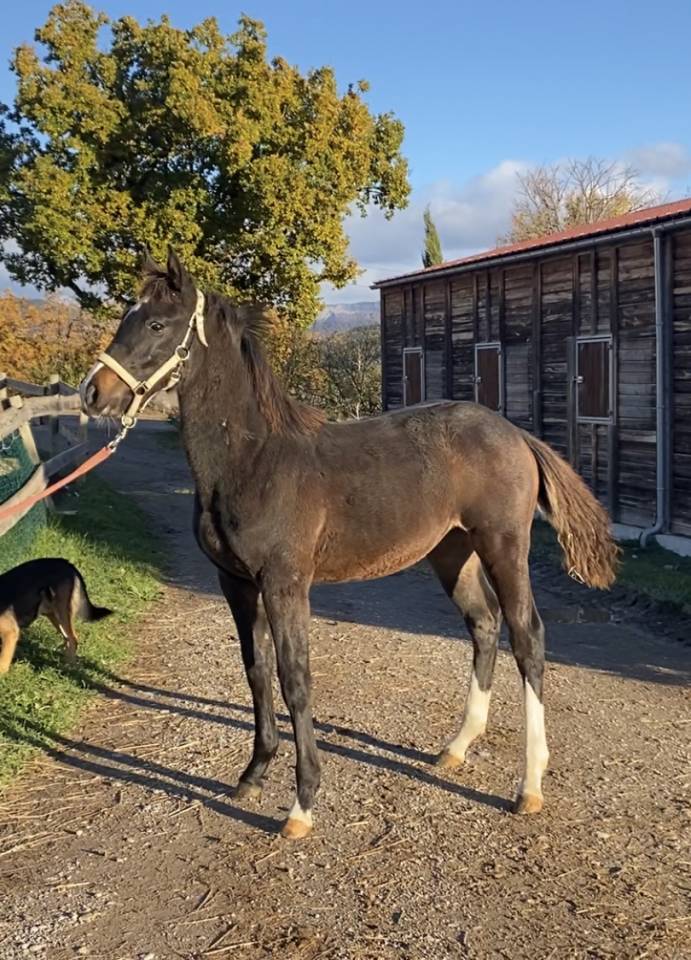 Yegua Silla Francés En venta 2022 Bayo moreno por Hitchcock Bois Margot