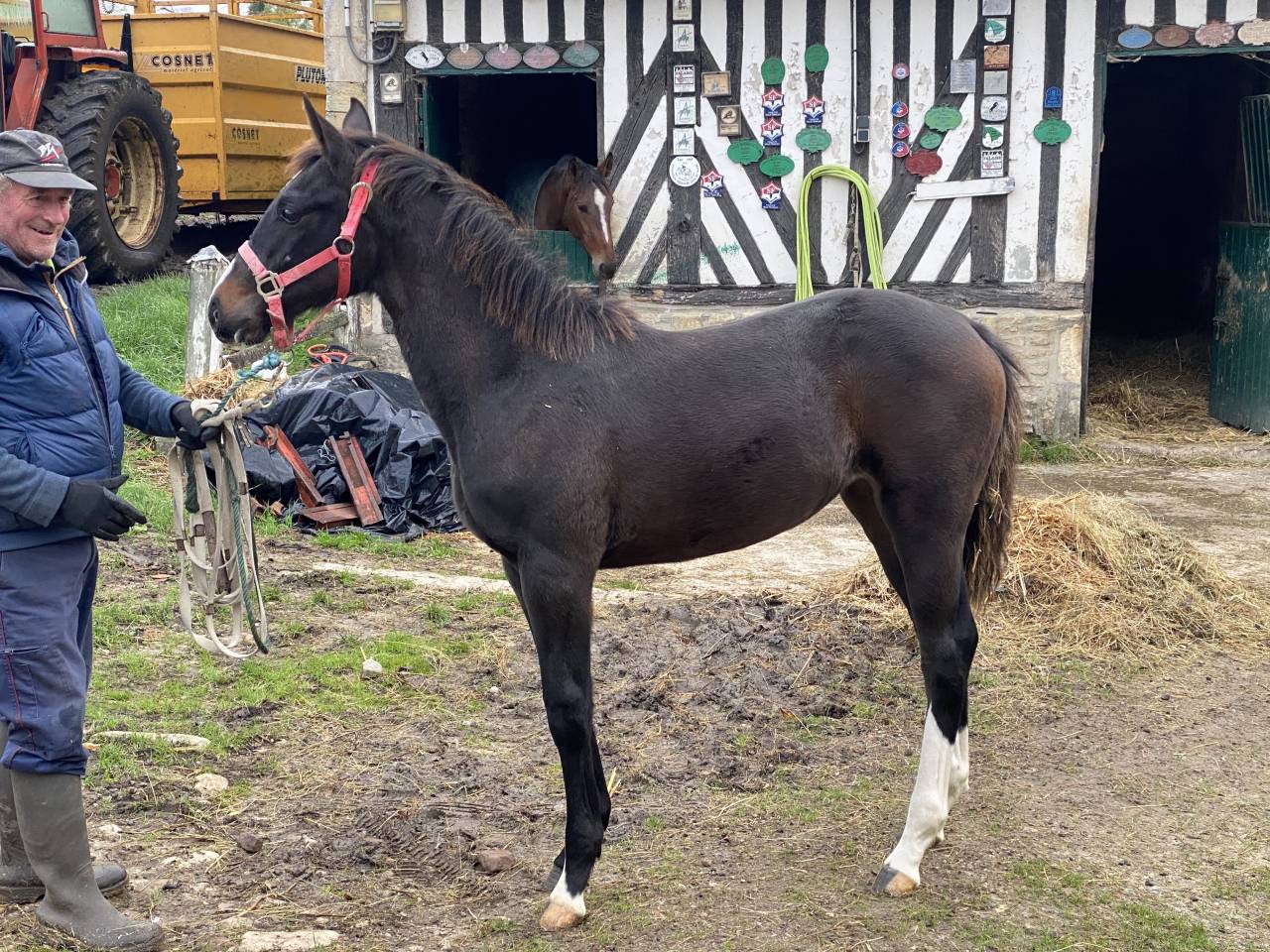 Yegua Silla Francés En venta 2022 Bayo moreno por Hitchcock Bois Margot