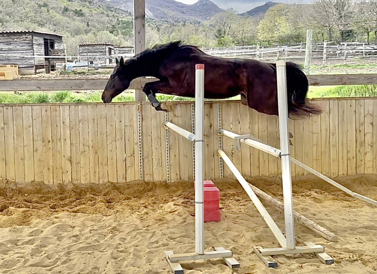 Yegua Silla Francés En venta 2022 Bayo moreno por Hitchcock Bois Margot