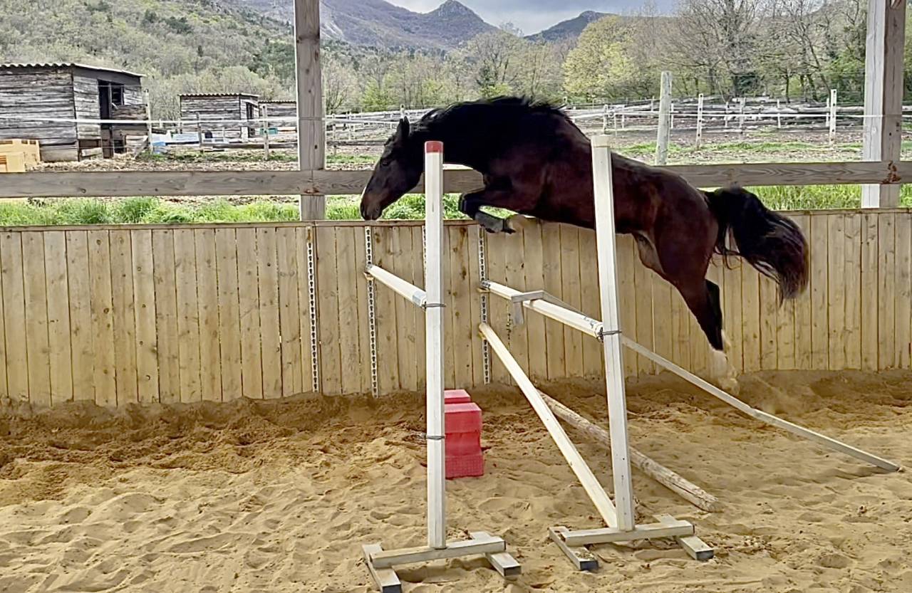 Yegua Silla Francés En venta 2022 Bayo moreno por Hitchcock Bois Margot