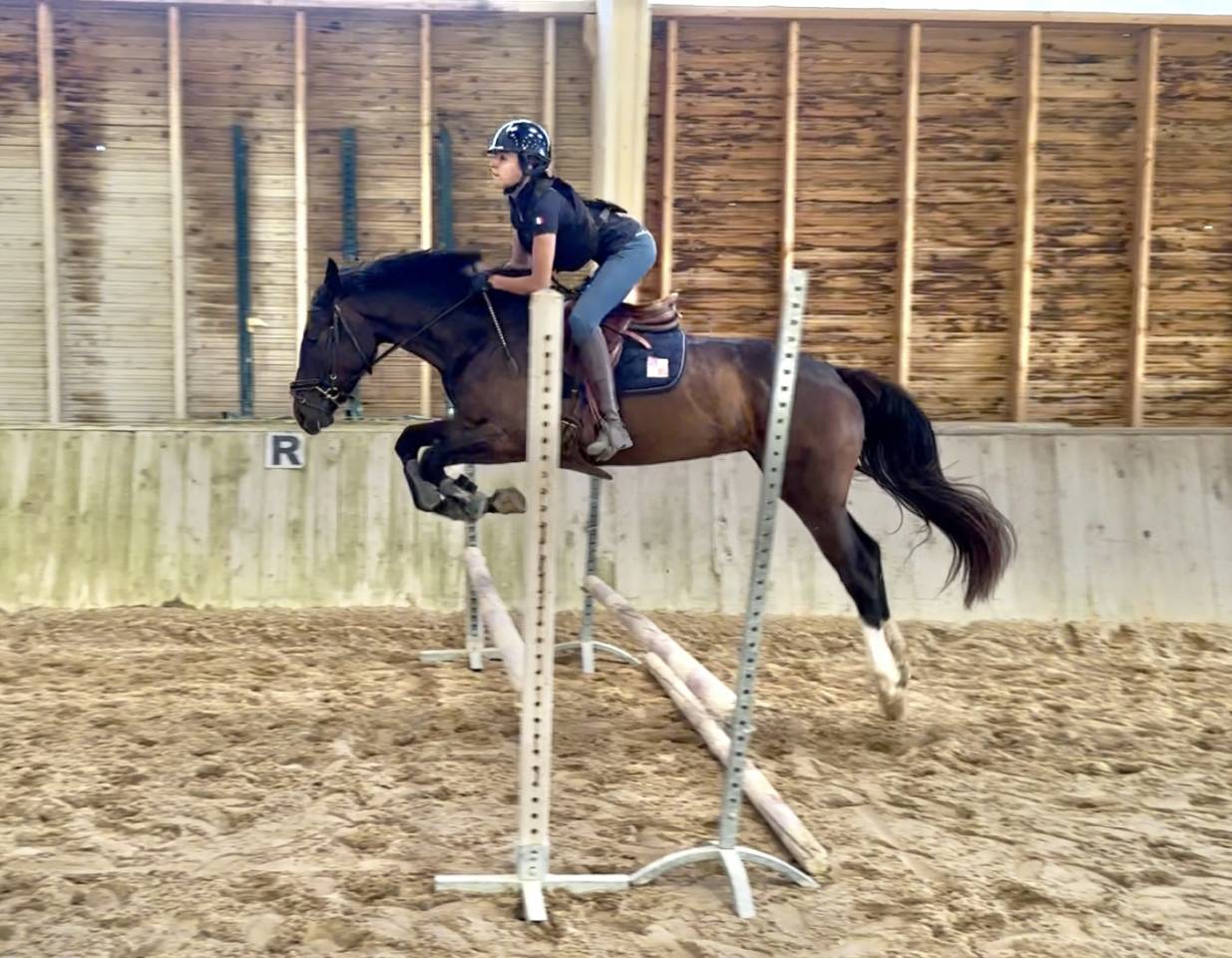 Yegua Silla Francés En venta 2022 Bayo moreno por Hitchcock Bois Margot