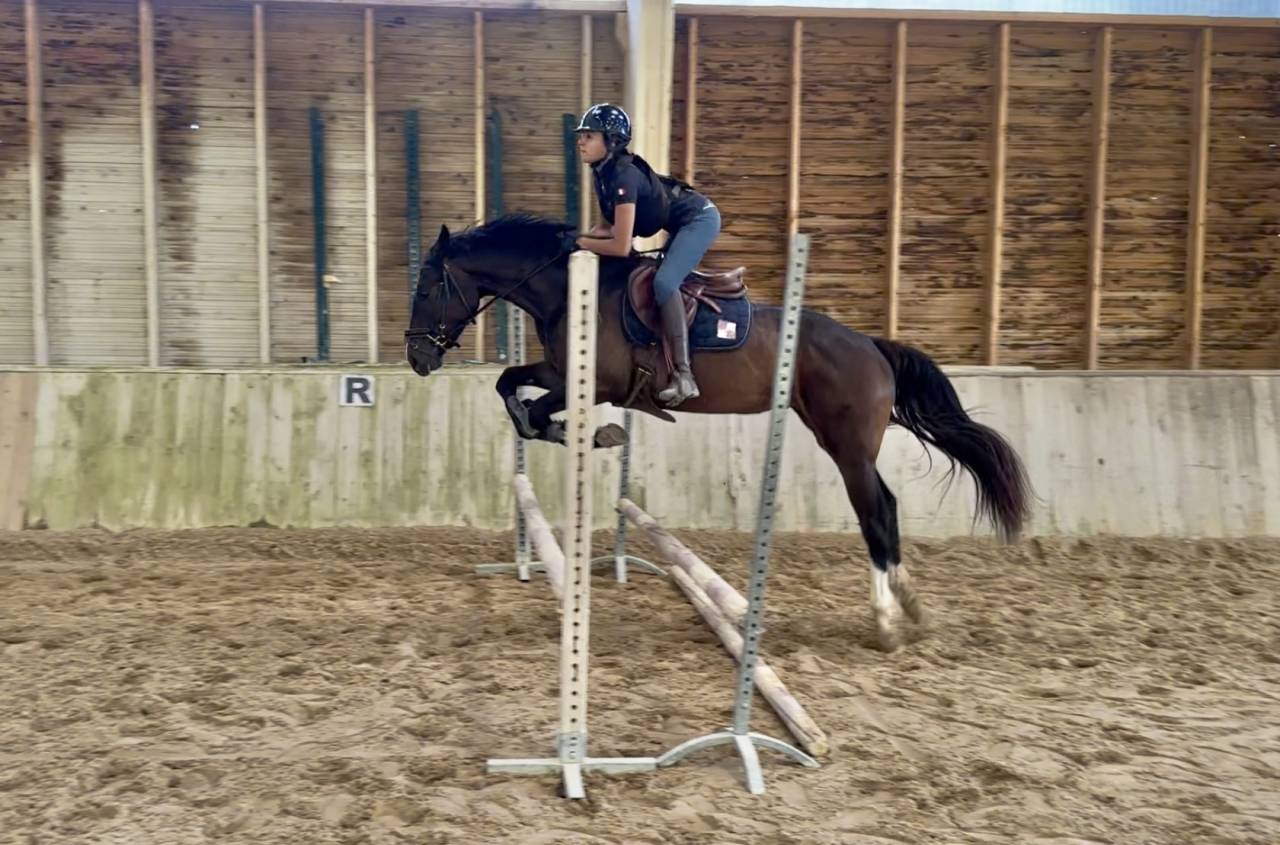 Yegua Silla Francés En venta 2022 Bayo moreno por Hitchcock Bois Margot