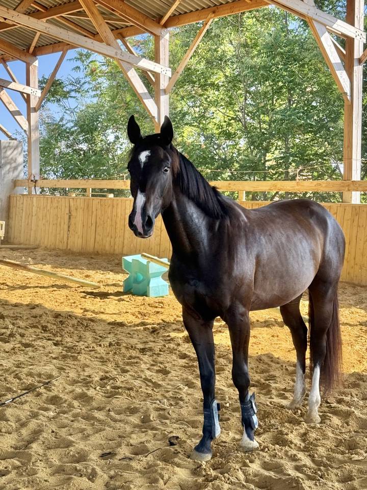 Yegua Silla Francés En venta 2022 Bayo moreno por Hitchcock Bois Margot