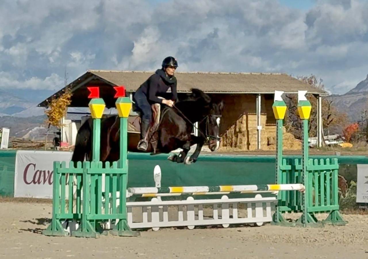 Yegua Silla Franc&eacute;s En venta 2022 Bayo moreno por Hitchcock Bois Margot