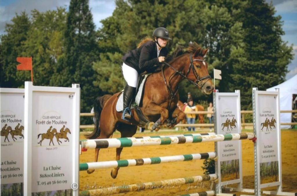 Caballo castrado Origine Constatée En venta 2009 Alazán tostado