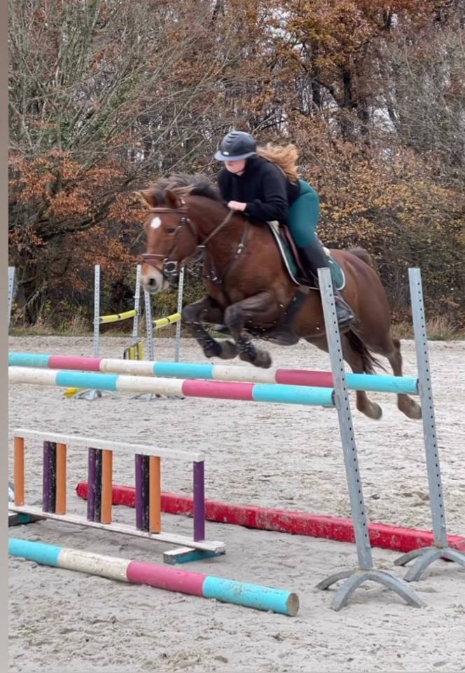 Caballo castrado Origine Constatée En venta 2009 Alazán tostado