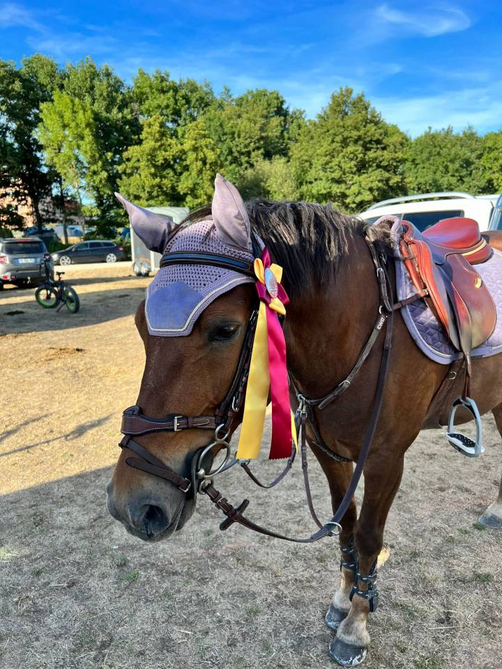 Caballo castrado Origine Constatée En venta 2009 Alazán tostado
