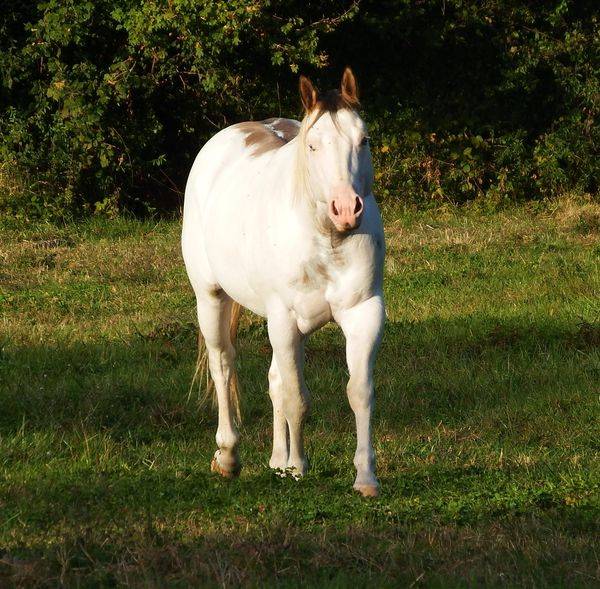 ec kash royal lynx - Paint Horse 2020 por chuck midnight taly