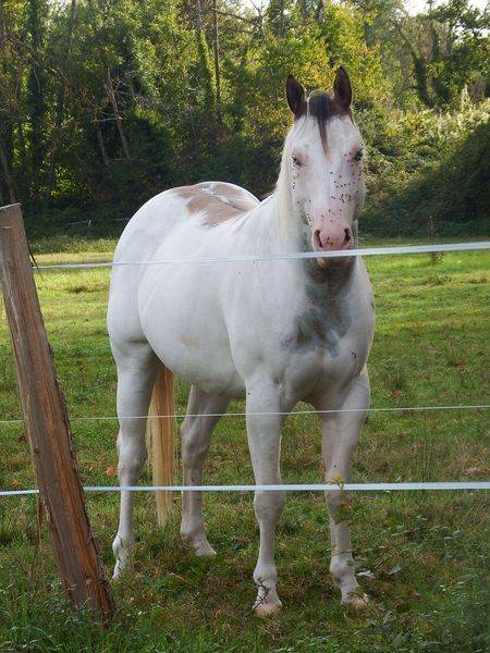 ec kash royal lynx - Paint Horse 2020 por chuck midnight taly