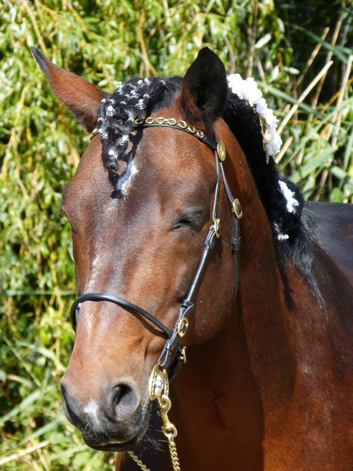 Cleggan's Boy de Coux - Connemara 2012 por Village sparrow