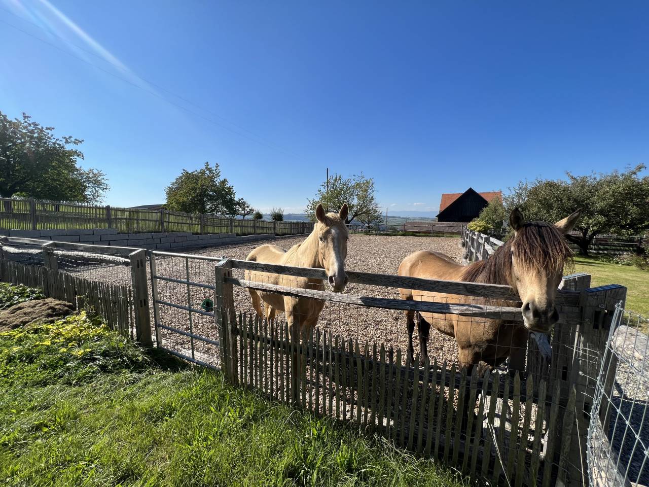 Granja ecuestre En venta Vaud