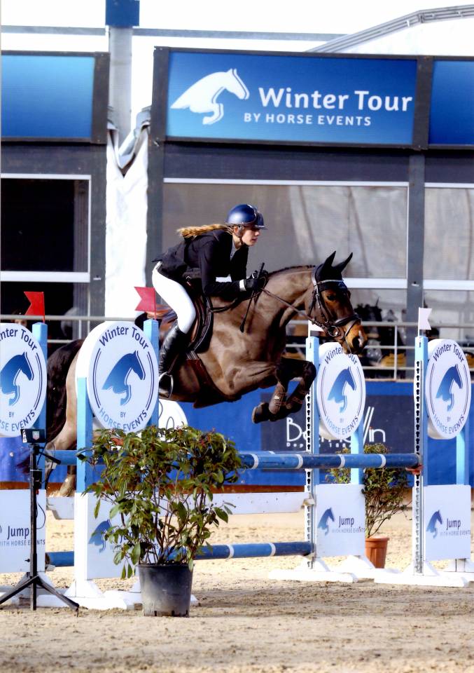 Caballo castrado PFS Poni Françés de Silla En venta 2013 Bayo por NINIO DE ROX