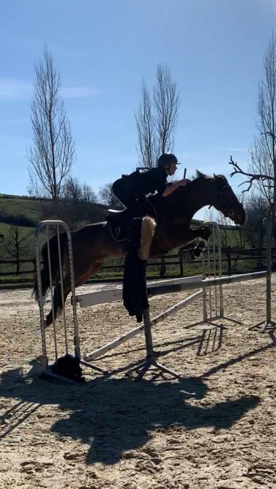 Caballo castrado PFS Poni Françés de Silla En venta 2013 Bayo por NINIO DE ROX