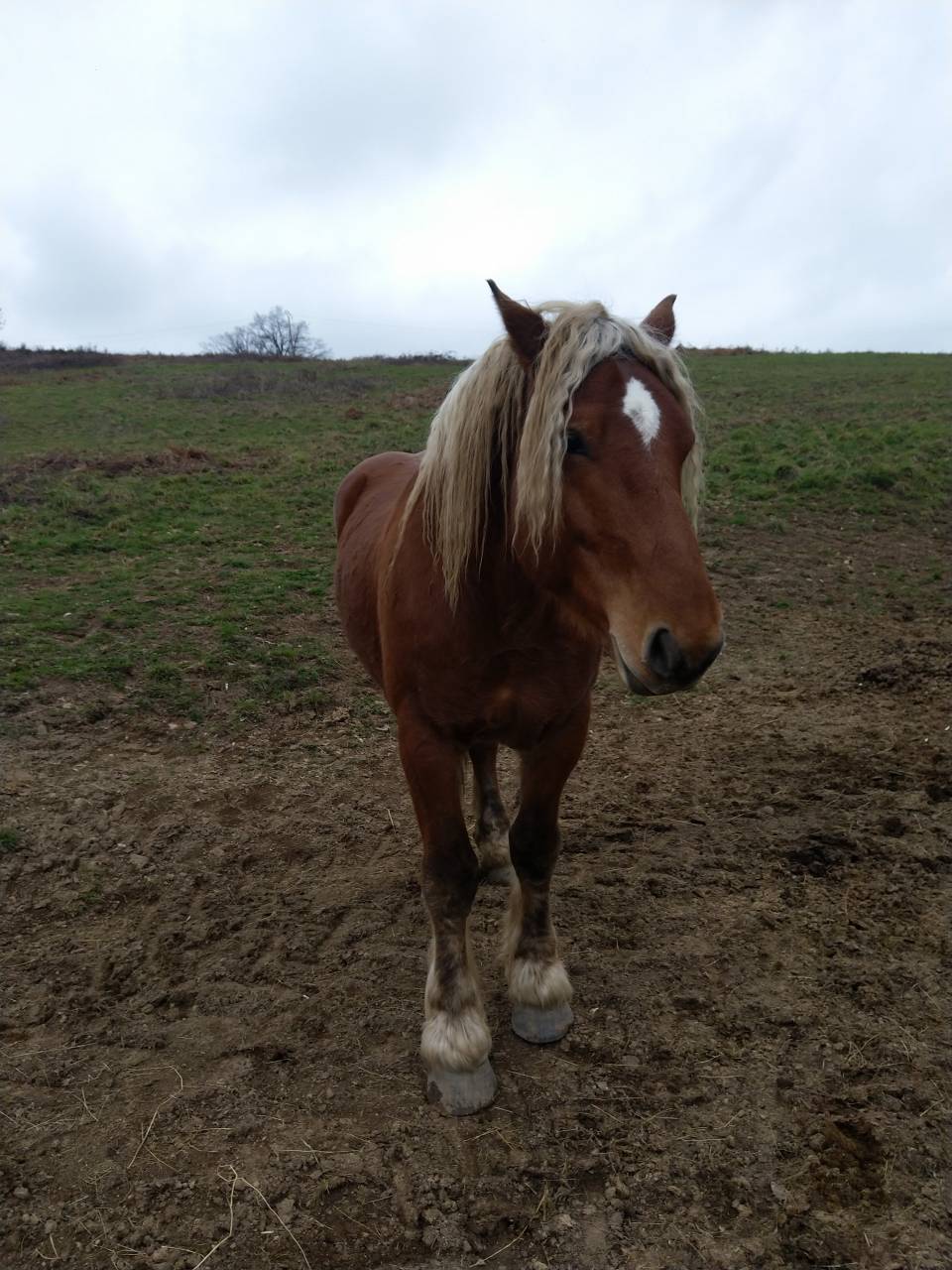 Caballo entero Tiro Comtois En venta 2020 Alazán por ROBIN DES BOIS