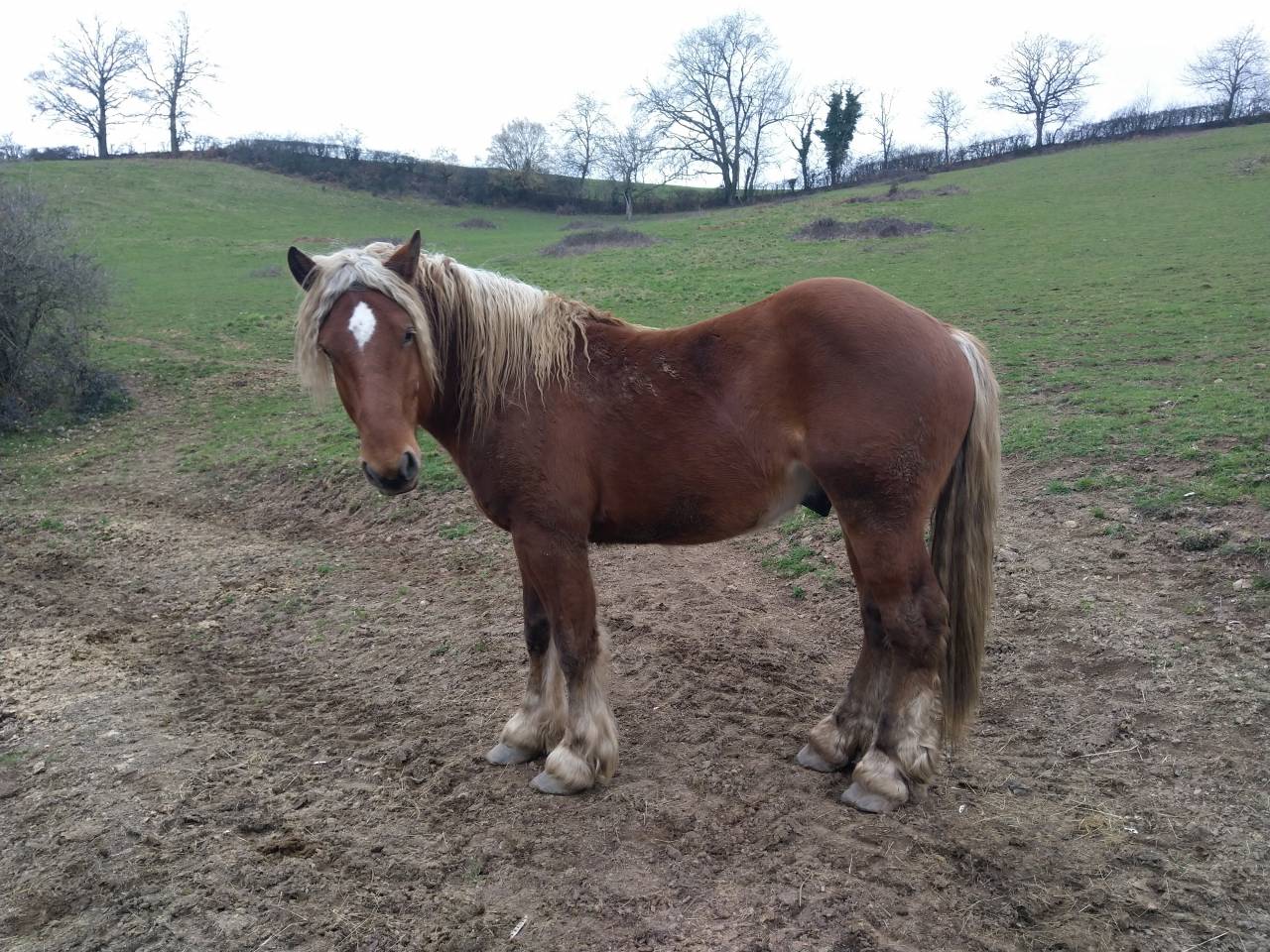 Caballo entero Tiro Comtois En venta 2020 Alazán por ROBIN DES BOIS