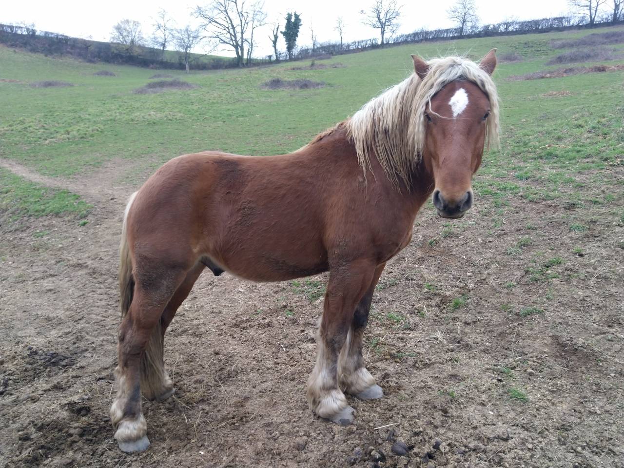 Caballo entero Tiro Comtois En venta 2020 Alazán por ROBIN DES BOIS
