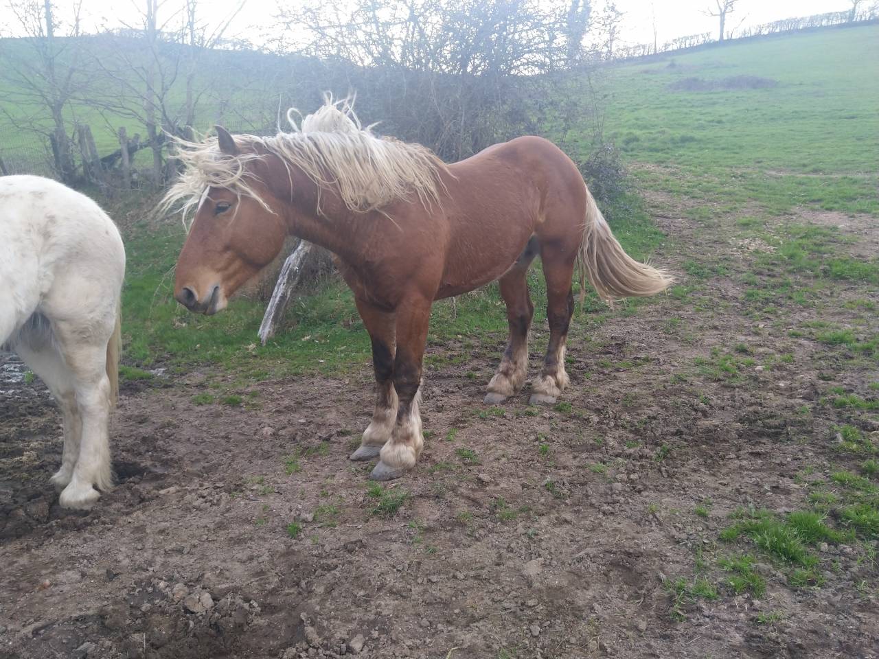 Caballo entero Tiro Comtois En venta 2020 Alazán por ROBIN DES BOIS