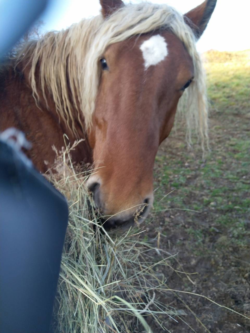 Caballo entero Tiro Comtois En venta 2020 Alazán por ROBIN DES BOIS