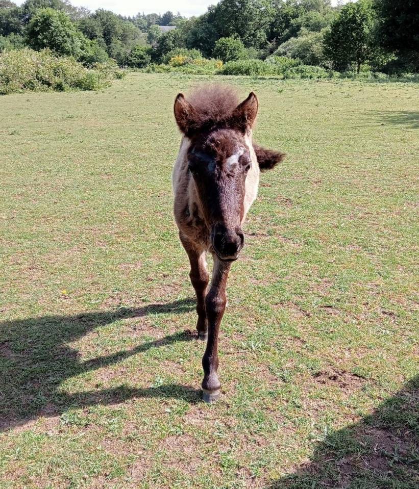 Potranca Curly En venta 2023 Negro por indianinio edacurly