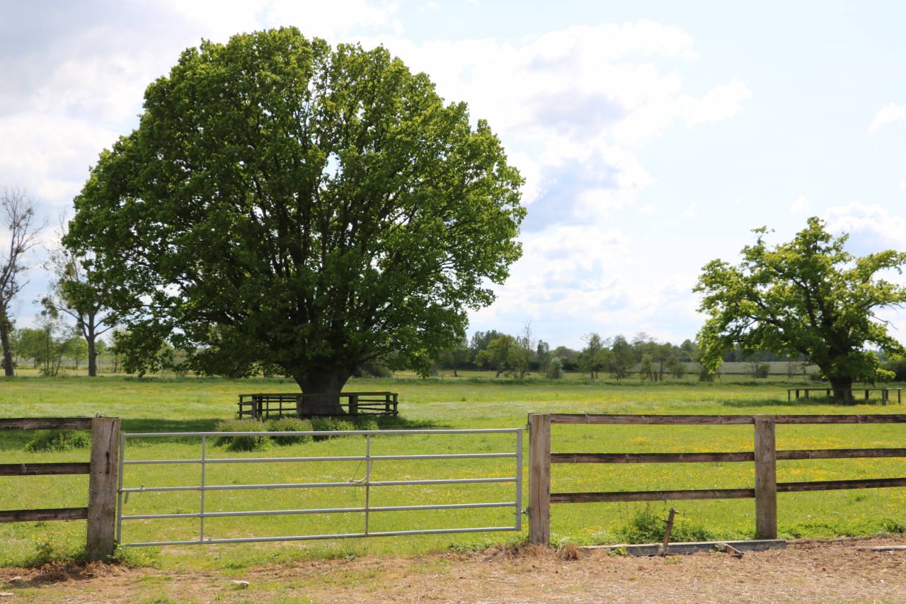 Acaballadero En venta Orne