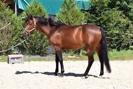 Najisco d'haryns  - PFS Poni Françés de Silla 2001 por LINARO SL