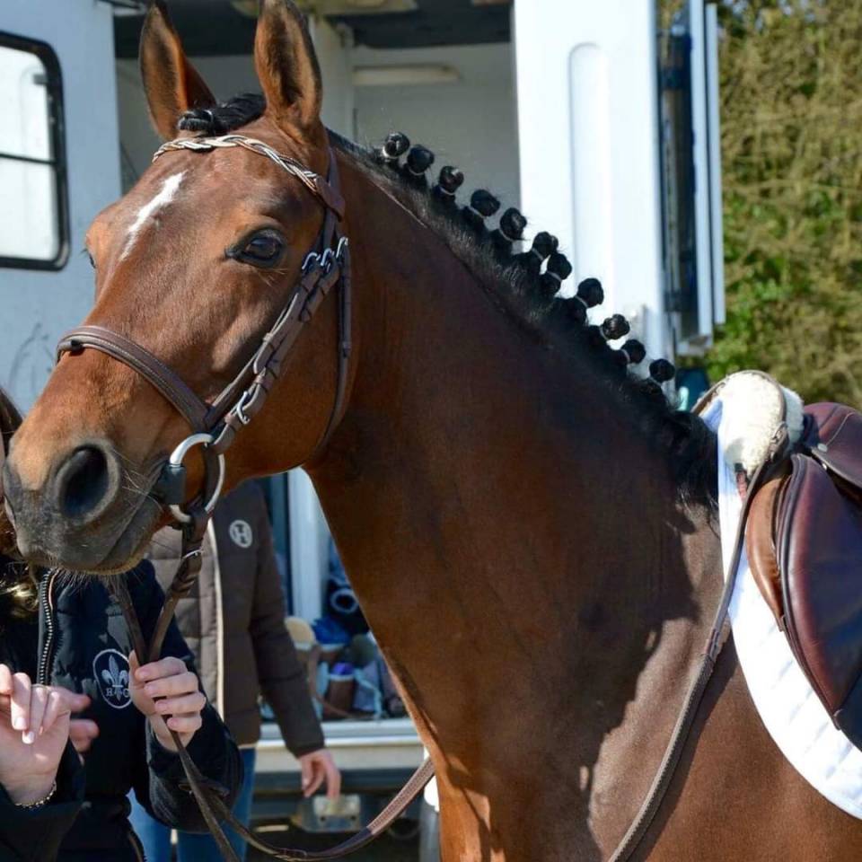 Najisco d'haryns  - PFS Poni Françés de Silla 2001 por LINARO SL