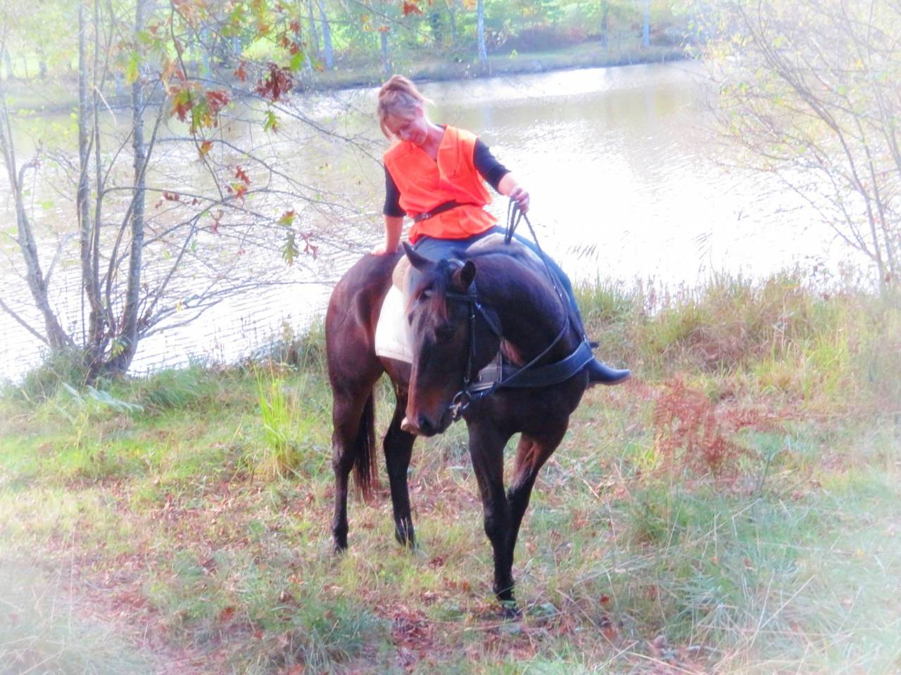 Caballo castrado Origine Constatée En venta 2021 Bayo moreno