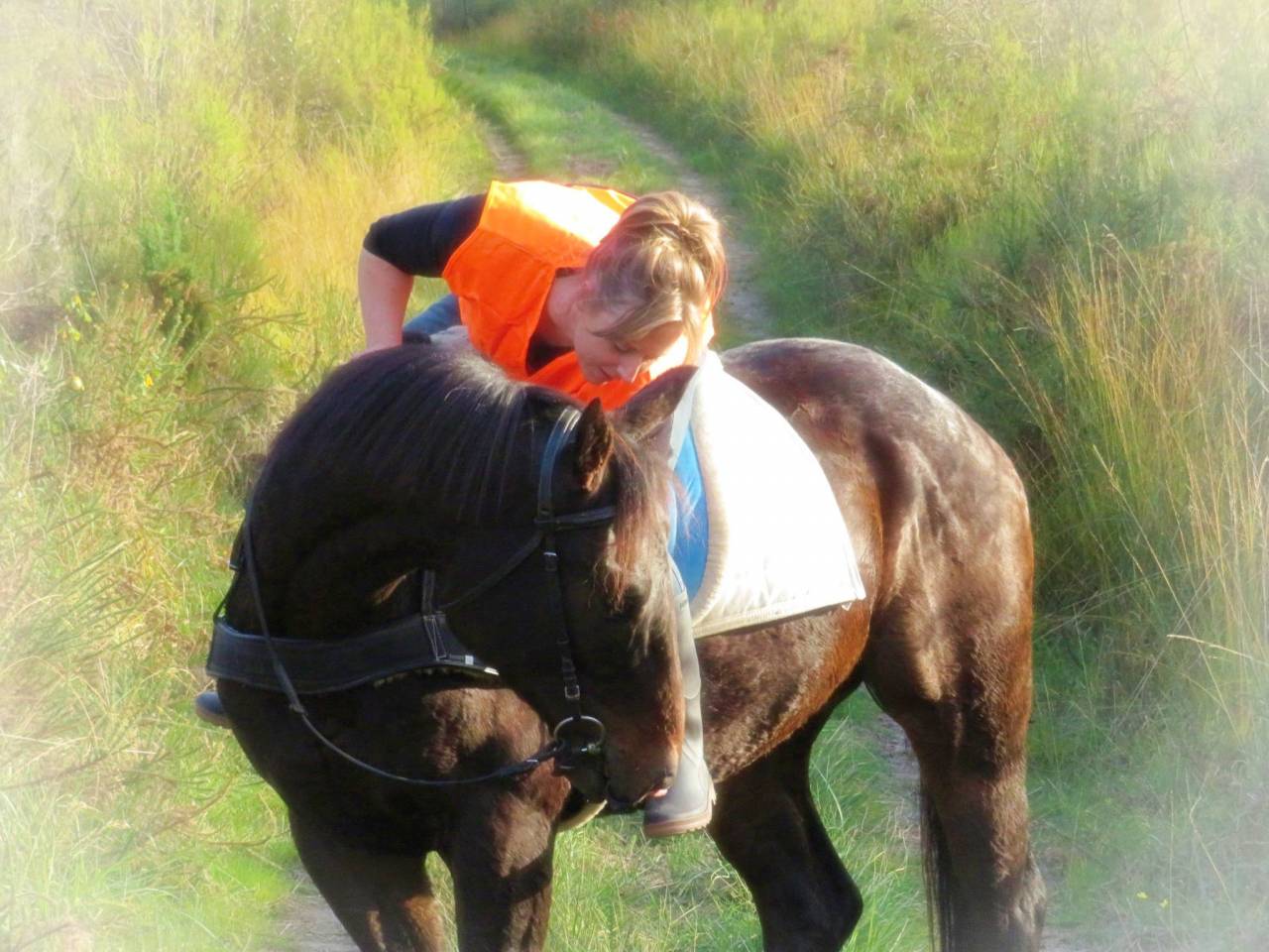 Caballo castrado Origine Constatée En venta 2021 Bayo moreno