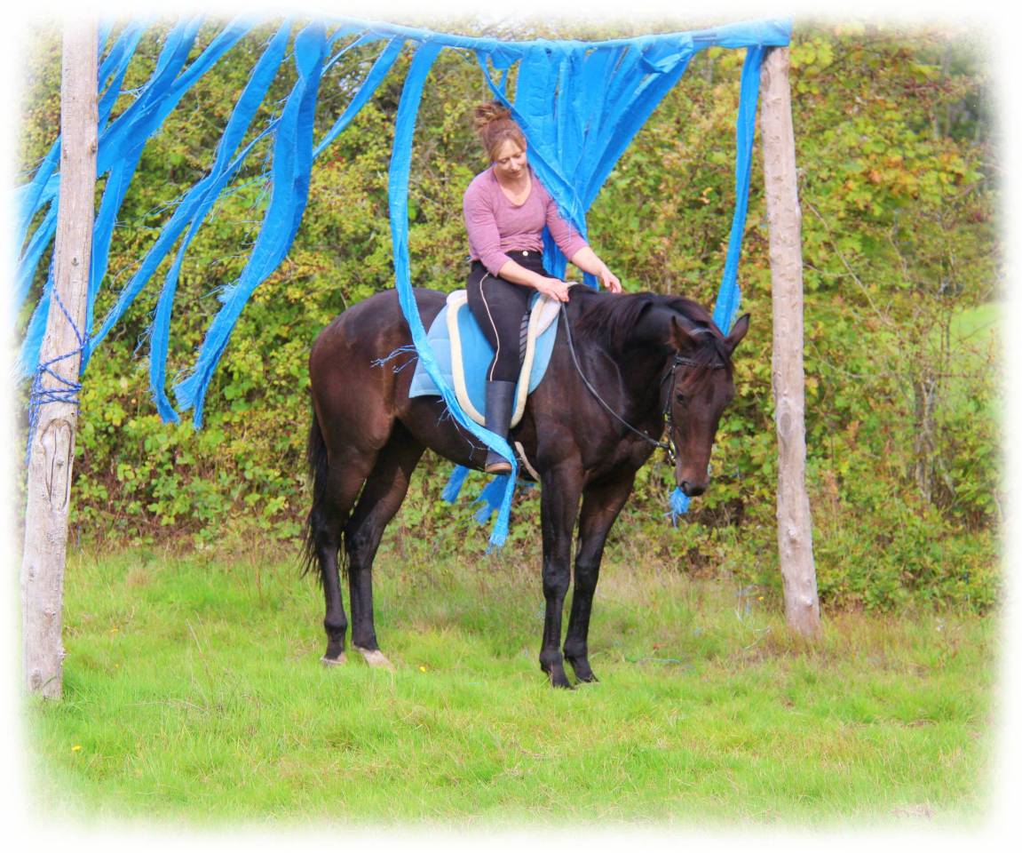 Caballo castrado Origine Constatée En venta 2021 Bayo moreno