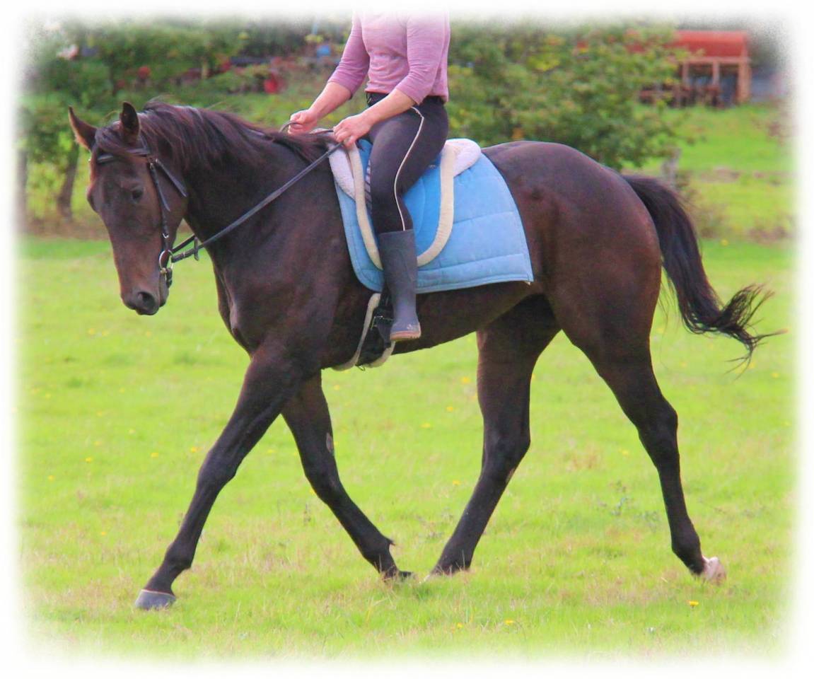 Caballo castrado Origine Constatée En venta 2021 Bayo moreno