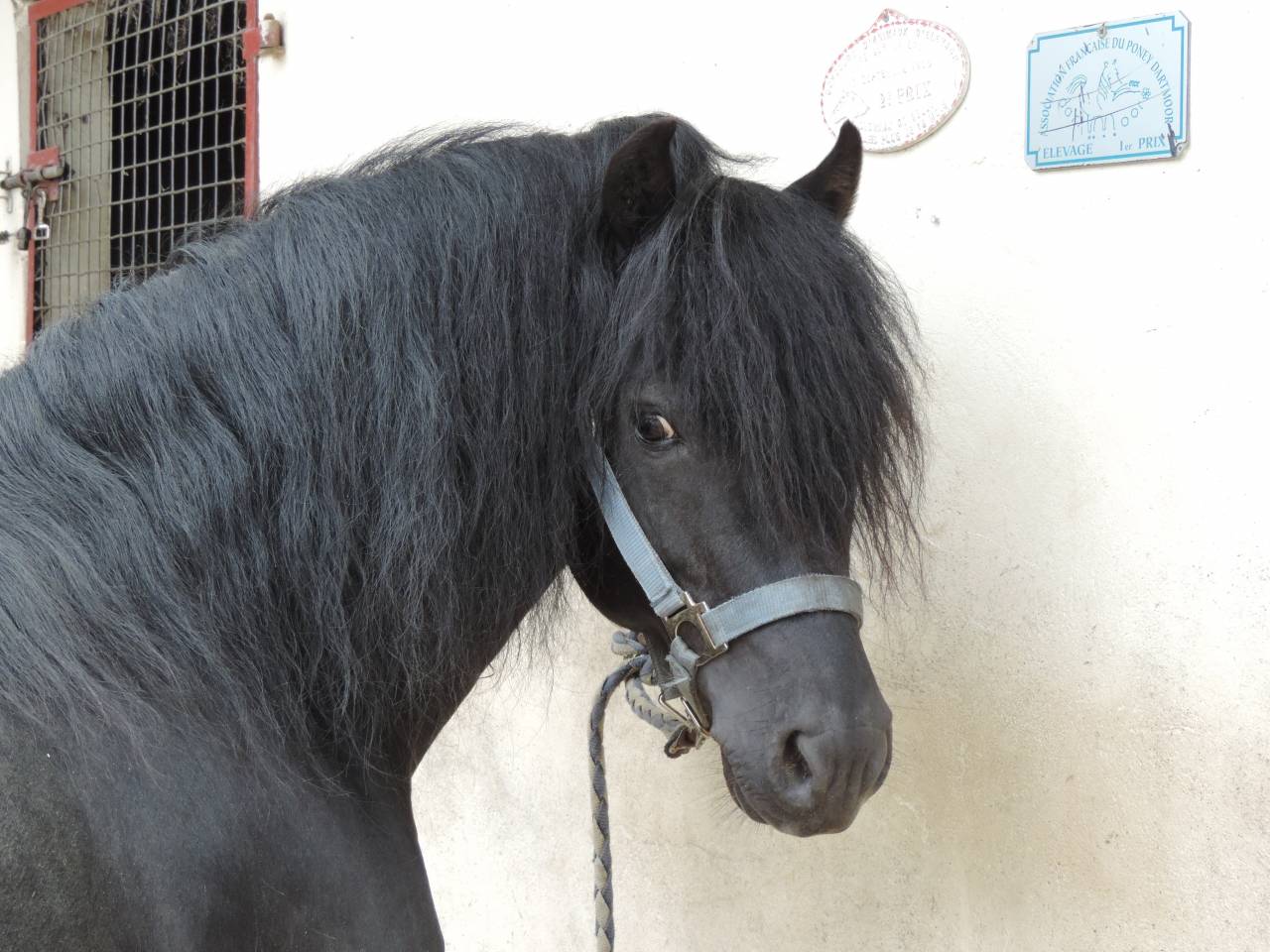 ROYAL BLUE WINSMILL - Dartmoor 2005 por HEAVEN