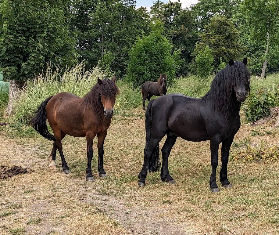 ROYAL BLUE WINSMILL - Dartmoor 2005 por HEAVEN