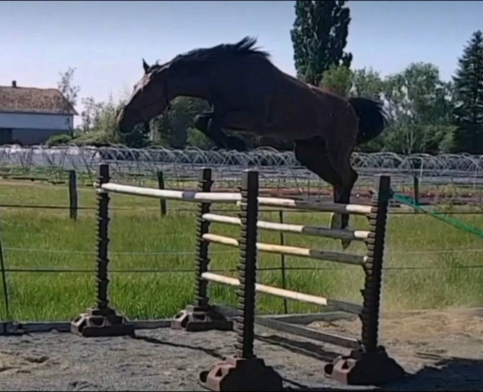 Caballo castrado Silla Francés En venta 2017 Bayo por LANDO