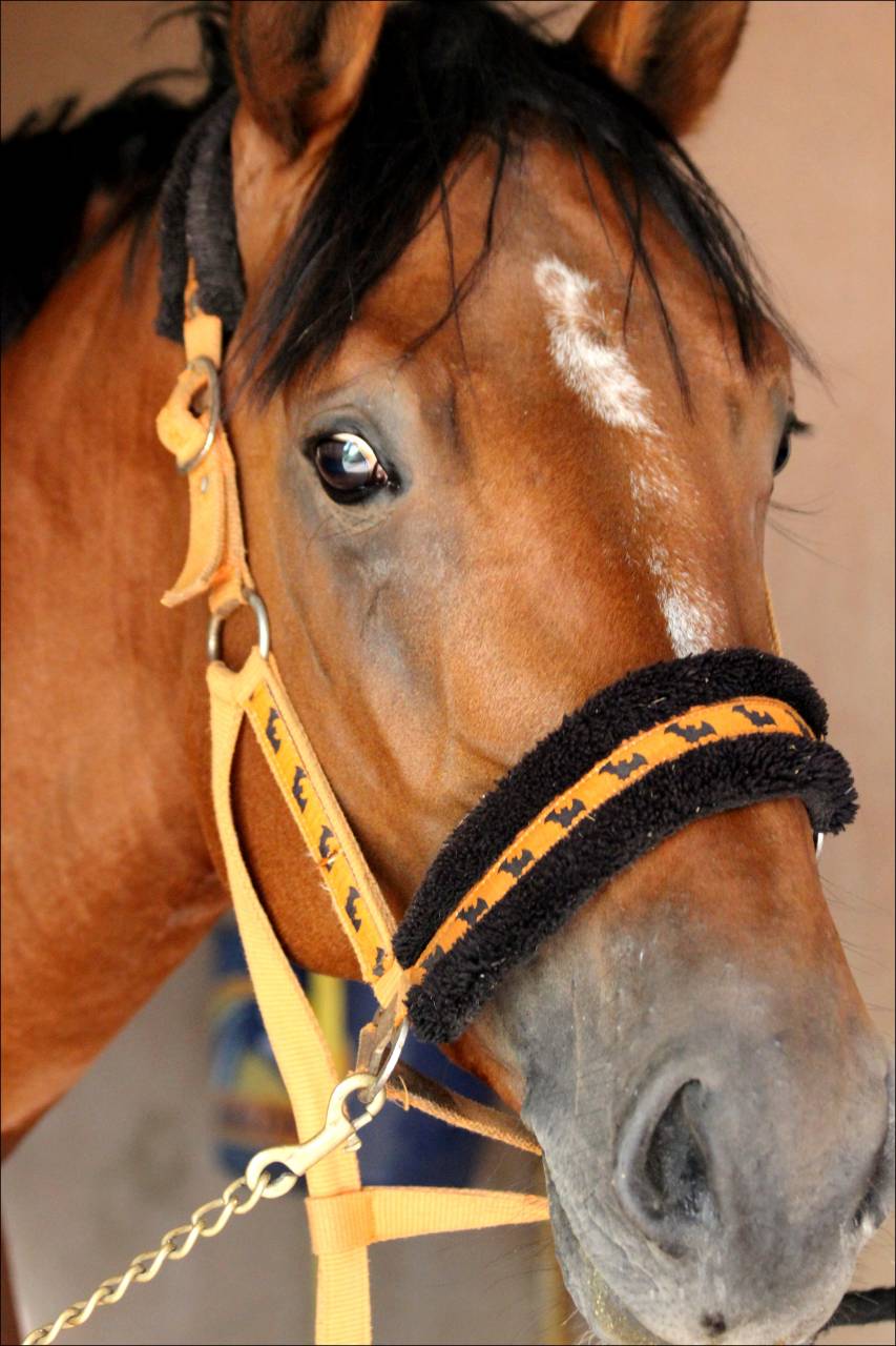 Caballo castrado Silla Francés En venta 2017 Bayo por LANDO